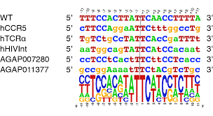 a visual representation of the DNA project